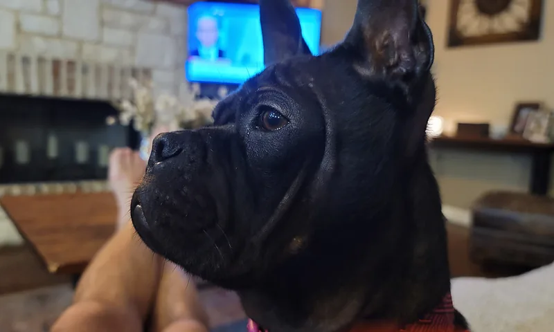 Chinese Chongqing Dog at Crooked Star Bulldogges