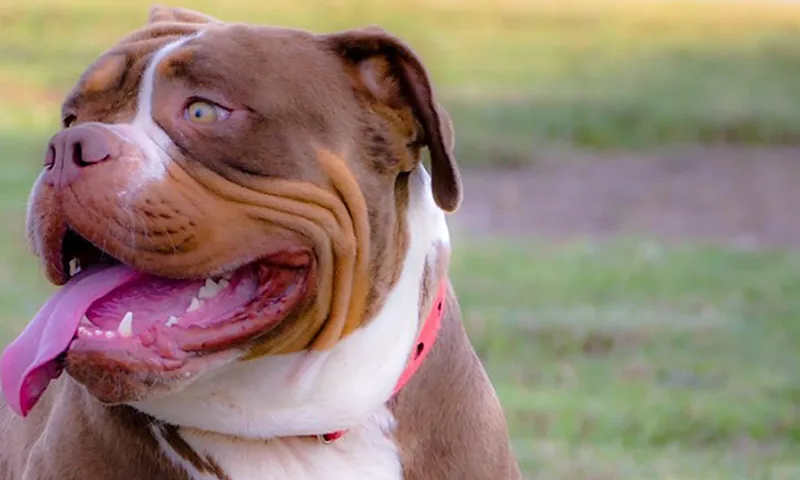 Olde English Bulldogge at Crooked Star Bulldogges